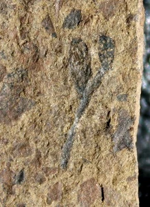 Aglaophyton and Cooksonia - Museum grade Silurian fossils plants - Picture 1 of 6