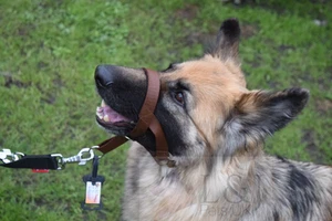 Cuello de cabeza acolchado soporte de entrenamiento de perro paradas de perro herramienta de entrenamiento de tracción - Imagen 1 de 16