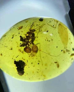 Fósil Cretácico Ámbar birmano Burmita raro hormiga insecto ámbar fósil Myanmar - Imagen 1 de 7