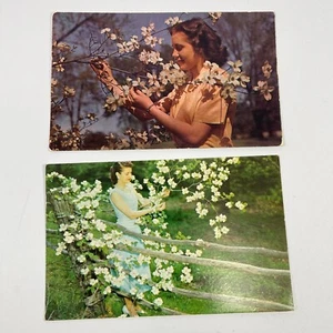Dogwood Tree In Bloom Ozark Postcard Set of 2 pm 1959 1963 - Picture 1 of 2