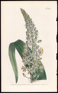 Revista botánica Curtis 1805 impresión antigua estrella de Belén con púas largas #805 - Imagen 1 de 3