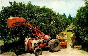 Postcard Florida Citrus Harvest Workers Picking Fruit From Trees Vintage c1950s - Picture 1 of 2