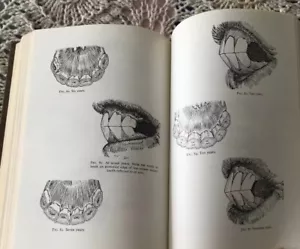 Veterinary Notes for Horse Owners Illustrated M. Horace Hayes, Donald Tutt Exc - Picture 1 of 11