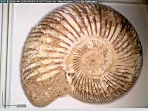 Bonito fósil jurásico de amonita perisphinctos en caja aproximadamente 160 MYO C - Imagen 1 de 3