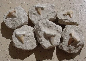 ONE SHARK TOOTH HOST ROCK FOSSIL 100 Million Years Old Morocco   - Picture 1 of 1