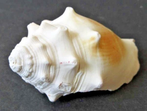 Conchiglia da combattimento Florida (Strombus alatus) conchiglia naturale granchio eremita decorazione fai da te 3" - Foto 1 di 7