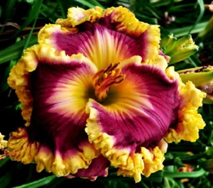 Taglilie, daylily, Hemerocallis „ Castle Rock“ - Bild 1 von 2