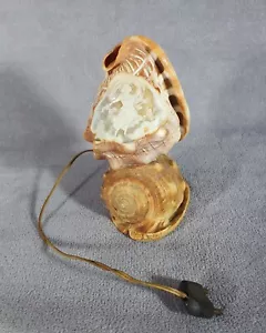 Ancienne veilleuse Lampe coquillages Camée Cabinet de curiosité - Imagen 1 de 6