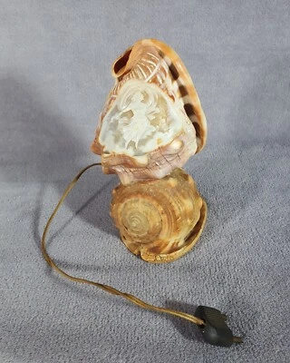 Ancienne veilleuse Lampe coquillages Camée Cabinet de curiosité - Photo 1/4