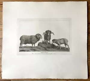 5 gravures 19e / Maréchal, De Wailly Bergerie de Rambouillet, croisement Mérinos - Picture 1 of 12