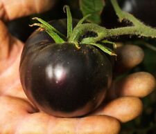 30 semillas de tomate negro