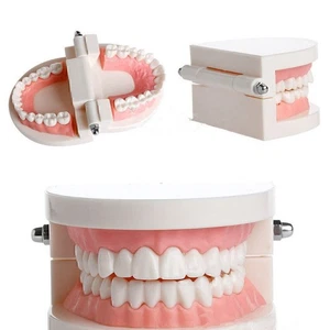 Dental Adulto Standard Typodont Dimostrazione Dentitra Studio Display - Foto 1 di 5