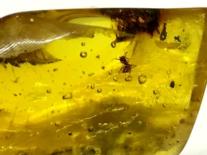 BALTIC AMBER Piece Fossil Insect Inclusion Lovely Gift Natural Stone 5,2g 14549 - Picture 1 of 12