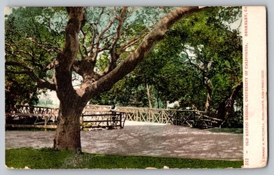 Postal - Antiguo puente rústico, Universidad de California, Berkeley, Ca Foto 1 de 2