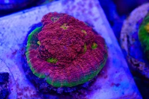 🍉 Watermelon Chalice Coral LPS Frag / Marine / SPS / Softies - Picture 1 of 2