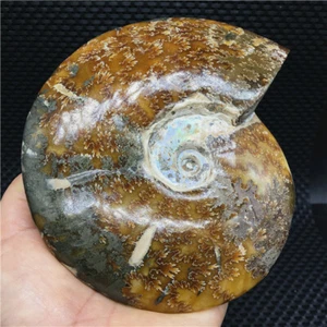 797g Natural chrysanthemum conch specimens in Madagascar（Iron content）U435 - Picture 1 of 12