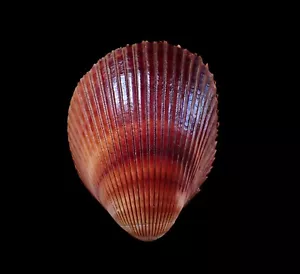 Cáscara de mar - Vascardium elongatum 103 mm - Imagen 1 de 4