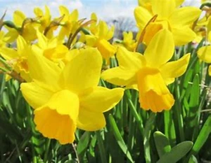 30 Daffodil Bulbs Yellow Flowers - Fresh -Dug Old fashioned beauty! - Picture 1 of 2