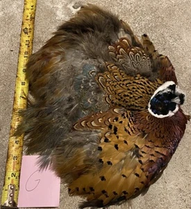 Ringneck Pheasant Skin Feathers Fly Tying Trout Salmon Pelt Great Quality Crafts - Picture 1 of 4