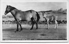 1962 Postcard Dartmoor Ponies And Convict Prison Real Photo Rppc Aa843