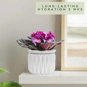 6 Inch Self Watering Pot for Indoor Plants, African Violet Pot Ceramic, Flowe... - Picture 1 of 1
