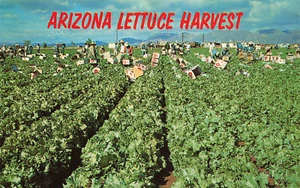 LECHUGA COSECHA SAL RÍO VALLE AZ ARIZONA TRABAJADORES EN CAMPO POSTAL 041924 T - Imagen 1 de 2