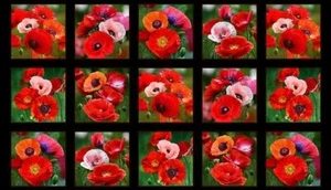 Poppy Poppies Floral Fabric 24” x44” Panel Flowers Cotton Eilizabeth’s Studio - Picture 1 of 1