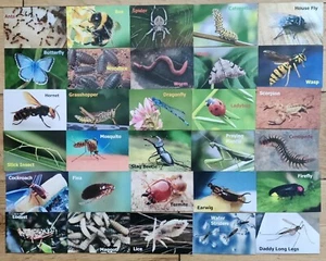 Memory Card Game Insects Bugs For Kids & Adults 30 sets / 60 Cards Matching Game - Picture 1 of 17