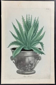 Weinmann - Aloe. Grabado mezzotint 65 - 1737 - Imagen 1 de 1