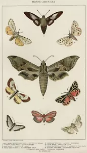 MOTHS: 1902 Authentic (Dated) Natural History Stone Chromolithograph American - Picture 1 of 1