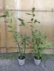 10x Kirschlorbeer Prunus 'Caucasica', 80-100 im 2-l-Container, Topfgewachsen