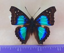 LOT OF 20 BUTTERFLY  DOXOCOPA CHERUBINA UNMOUNTED A1 QUALITY WINGS CLOSED