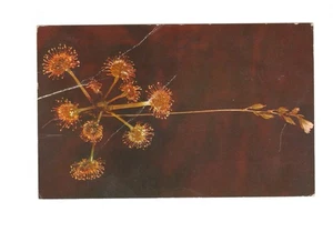 Cambridge Massachusetts Blaschka Glass Flower Drosera Vintage Postcard - Picture 1 of 2