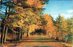 Fall Colors State of Maine Postcard Unposted - Picture 1 of 2