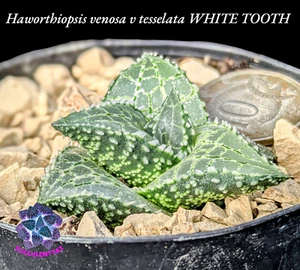 Haworthia venosa v tesselata WHITE TOOTH 🦷 Haworthiopsis succulent Gasteria fam - Picture 1 of 6