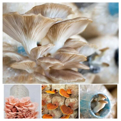 Neu Pilzzucht Microfilter Beutel Pilz Brut wachsender Beutel Pilzzucht Pilzbrut