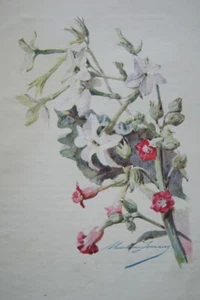 MADELEINE LEMAIRE GRAVURE AQUARELLE FLEURS NICOTIANA TABAC 1900 PRINT ML41 - Picture 1 of 1