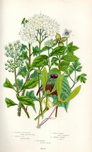 1899 Antica Stampa = VISCHIO (99) = Piante Fiori = CROMOLITOGRAFIA by A. Pratt - Bild 1 von 1