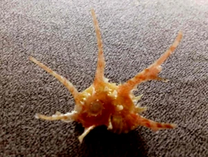 Angaria vicdani 35 mm F+++ ¡Hermosa colección PIERNAS largas! - Imagen 1 de 8