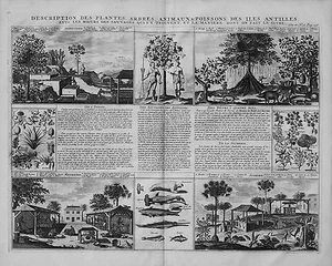 Antique map, Chatelain, plantes arbres animaux & poissons des iles Antilles - Picture 1 of 1