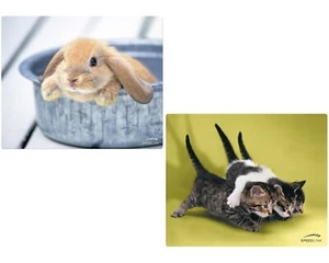 Speedlink 2x PACK Mousepad Cats + Rabbit Mauspad Motiv Baby Hase Katzen flach - Bild 1 von 5