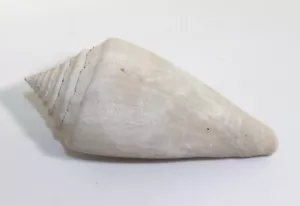 Schnecke, Conus adversarius, Tertiär, Pliozän, Sarasota Florida, USA -L39 - Bild 1 von 7