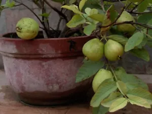 Guayaba híbrida BeauFlora (guayaba enana, planta de capas) 1 planta de raíz desnuda - Imagen 1 de 1