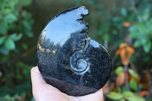 0.42kg Natural Black Ammonite Fossil Conch Reiki Specimen crystal Heal Decor 113 - Picture 1 of 10