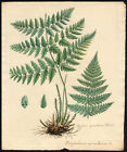 Antique Print-Buckler Fern-Dryopteris Carthusiana-723-Flora Batava-1800