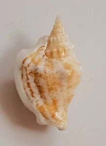 Muschel Strombus plicatus 27mm, Edelstein, schöne Form, perfekt - Bild 1 von 6