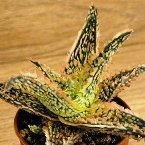 Aloe TCT , pot 6,5 cm (CoD: A0088) - Picture 1 of 4