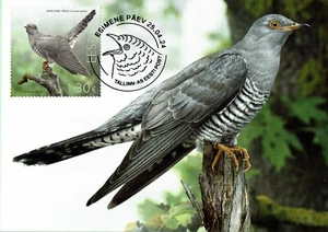 Maxicard of ESTONIA 2024 - Bird of the year - the common cuckoo - Picture 1 of 3