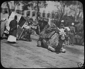 Linterna mágica de vidrio Slide PACK CAMELLOS EN LA CALLE C1900 FOTO EGIPTO? - Imagen 1 de 2