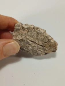 Oreodont Fossil Teeth, Badlands South Dakota - Picture 1 of 4